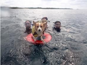 プランの魅力 看板犬ニコ の画像