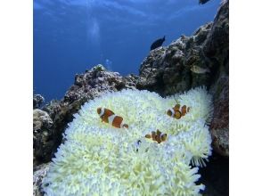 プランの魅力 水中の生き物が間近に見れる の画像