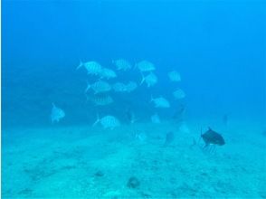 プランの魅力 潮崎コーラルガーデン の画像