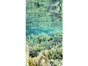 プランの魅力 伊平屋島のサンゴ礁 の画像