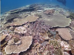 プランの魅力 テーブルサンゴの群生 の画像
