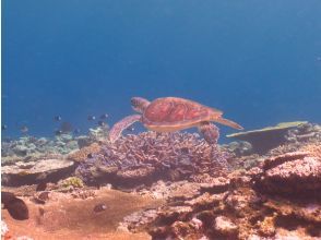 プランの魅力 ウミガメにも遭遇チャンス の画像