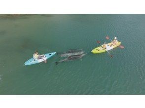 プランの魅力 Observe dolphins up close! の画像