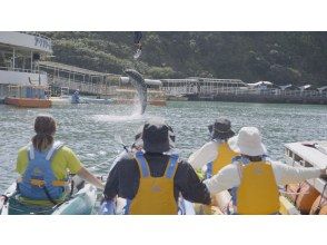 プランの魅力 You can even watch the dolphin show while kayaking! の画像