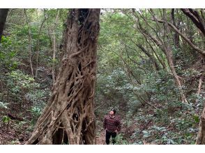 プランの魅力 ケンムンの雰囲気かおる森の奥にそびえたつ不思議な巨木 の画像
