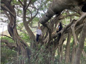 プランの魅力 ガジュマルに登ってみよう！ の画像
