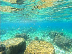 プランの魅力 熱帯魚いっぱいの天然ビーチ の画像