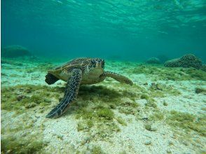 プランの魅力 高確率でカメちゃんに会えます の画像