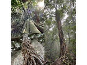 プランの魅力 ガイド無しでは辿り着けないガイドブックに載っていないスポットをご案内！ の画像