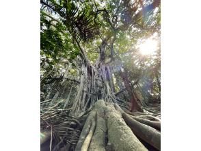 プランの魅力  の画像