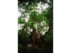 プランの魅力  の画像