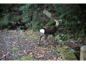 プランの魅力  の画像