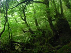 プランの魅力  の画像