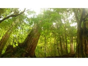 プランの魅力  の画像