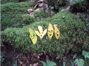 プランの魅力  の画像