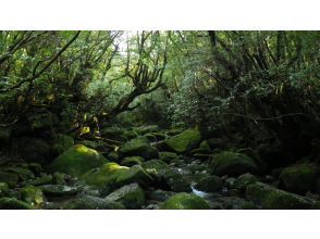 プランの魅力  の画像