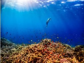 プランの魅力 수중 사진 무료 선물! の画像