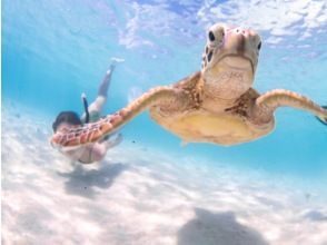 プランの魅力 ウミガメと一緒に泳ぐシュノーケリング の画像