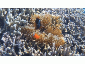 プランの魅力 クマノミ鑑賞 の画像