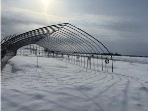 プランの魅力 雪地挖菜之旅图片 ① の画像