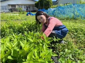 プランの魅力 Leaf harvesting の画像