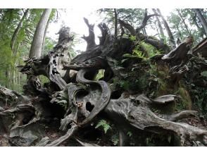 プランの魅力  の画像