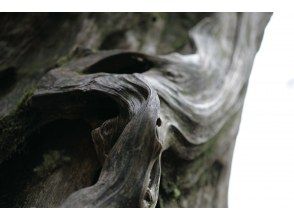 プランの魅力  の画像