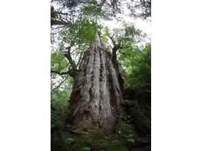 プランの魅力  の画像