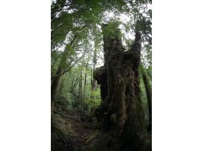 プランの魅力  の画像