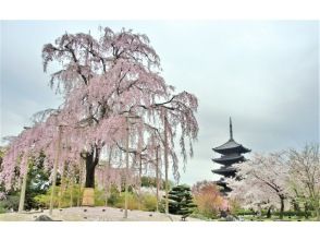 プランの魅力 東寺 の画像