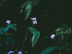 プランの魅力 足元には綺麗な植物達が の画像