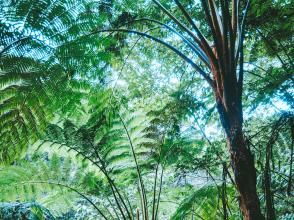 プランの魅力 ヒカゲヘゴの群生も見どころ の画像