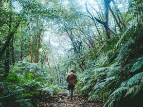 プランの魅力 本物の自然　シダ植物の楽園 の画像