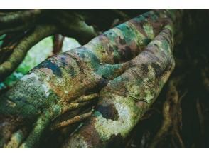 プランの魅力 見どころの一つ　力強い根っこ の画像