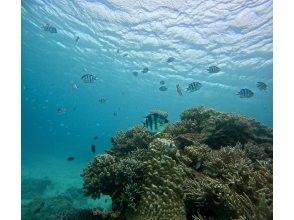 プランの魅力 ビーチエントリーとは思えない綺麗な水中世界！ の画像