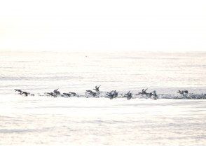 プランの魅力 海に浮かび、羽を休める鳥たち の画像