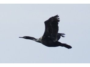 プランの魅力 海と鳥がつくる静かな時間 の画像