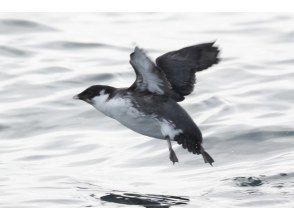 プランの魅力 船だからこそ出会える距離感 の画像