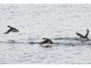 プランの魅力 海面から飛び立つ瞬間 の画像