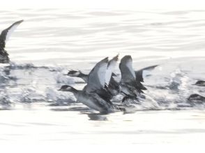 プランの魅力 季節ごとに変わる出会い の画像