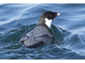 プランの魅力 撮る人それぞれの楽しみ方 の画像