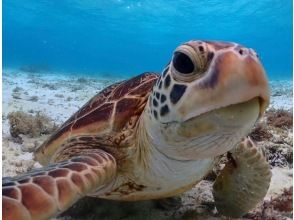 プランの魅力 ウミガメ遭遇率世界有数！ の画像