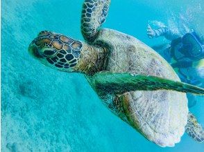 プランの魅力 ウミガメシュノーケリング！ の画像