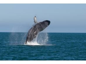 プランの魅力  の画像