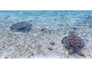 プランの魅力 宮古島のウミガメを観察しよう の画像