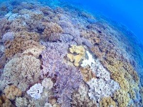 プランの魅力 色とりどりの魚と珊瑚！！ の画像