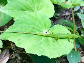 プランの魅力 サキシマカナヘビ の画像
