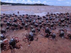 プランの魅力 ミナミコメツキガニ の画像