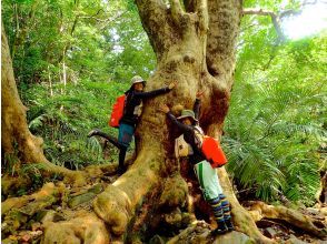 プランの魅力 希少な植生物との出会い の画像