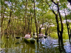 プランの魅力 水深が浅く風裏の穏やかなマングローブ の画像